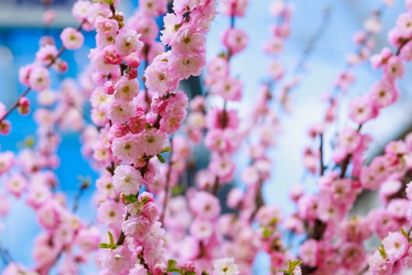 Japanese Cherry Tree Planting in Plano