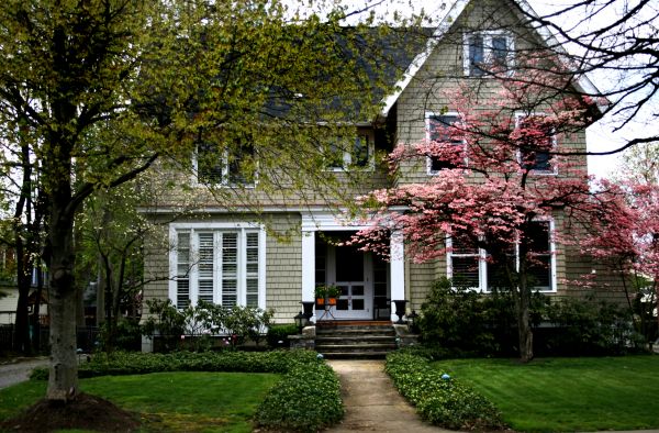Ornamental Tree Planting in Plano