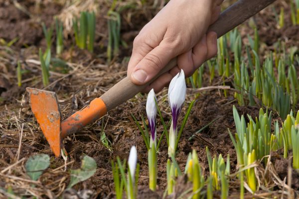 Flower Garden Weeding in Plano