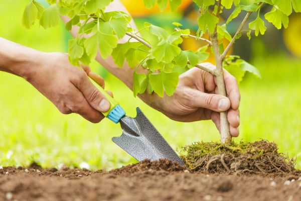 Fruit Tree Planting in Plano