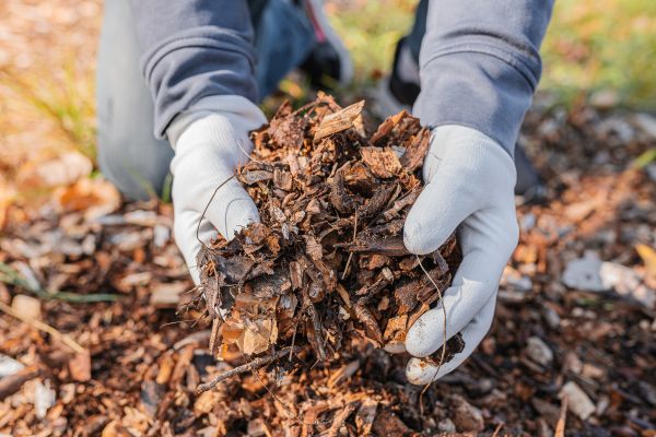 Shredded Mulch Installation in Plano
