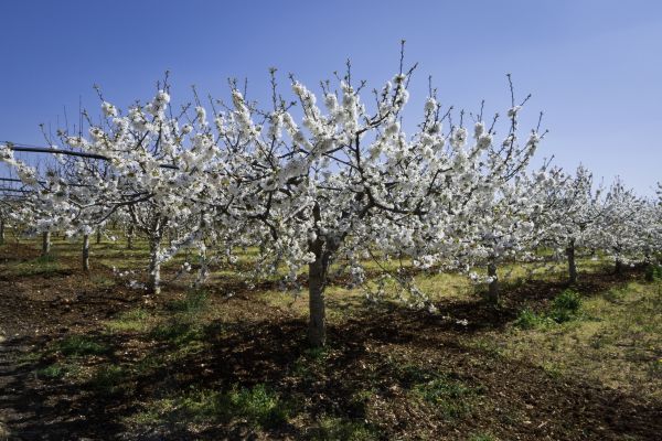 Orchard Planting in Plano