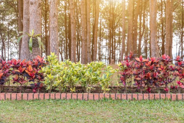 Small Garden Landscaping in Plano