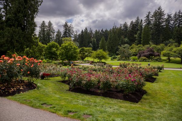 Flower Garden Landscaping in Plano