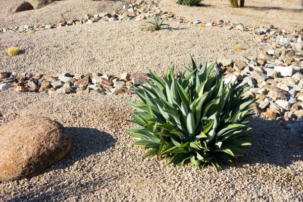 Xeriscaping Service in Plano