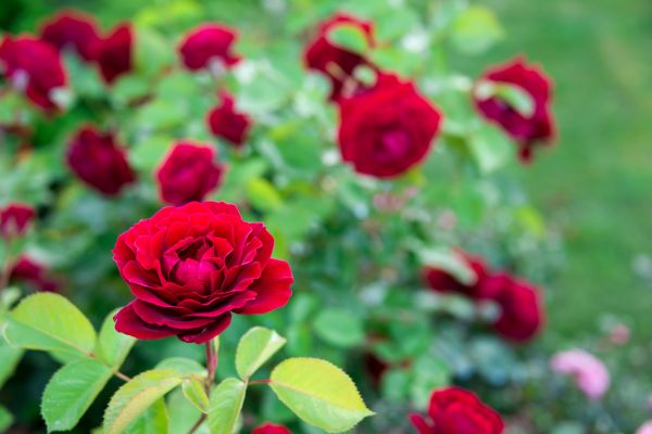 Rose Planting in Plano