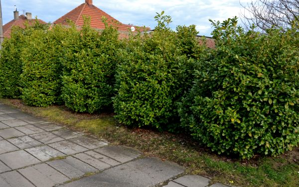 Privacy Shrub Installation in Plano