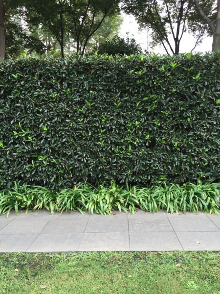 Privacy Shrub Planting in Plano