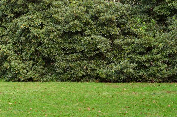 Privacy Hedge Planting in Plano