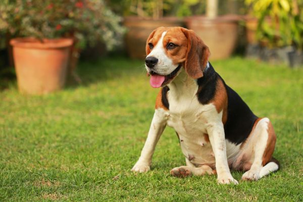 Dog Friendly Landscaping in Plano