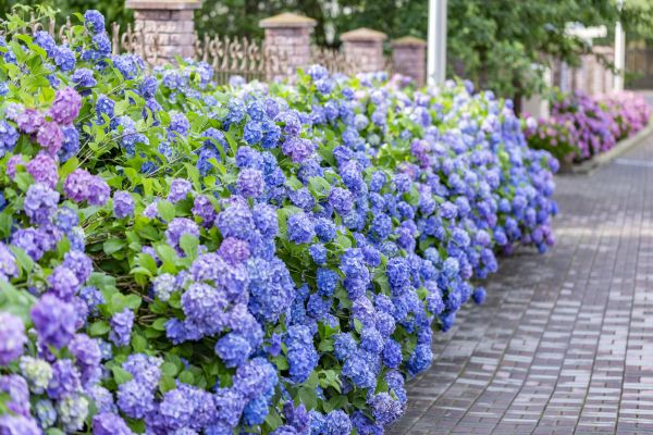 Hydrangea Landscaping in Plano