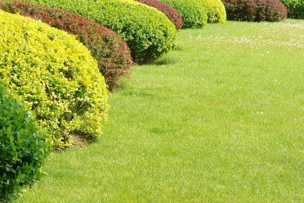 Shrubbery Planting in Plano