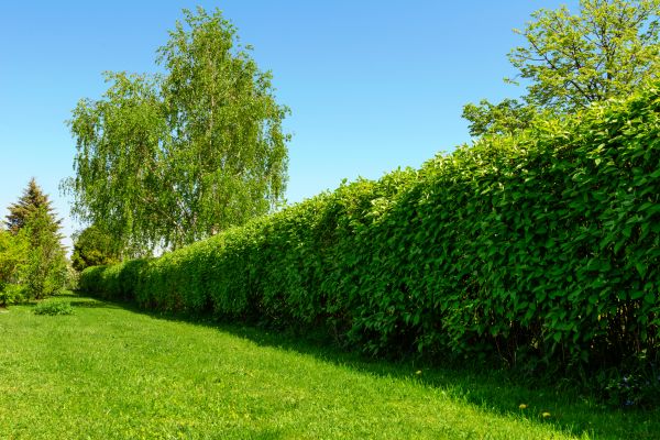 Hedge Replacement in Plano