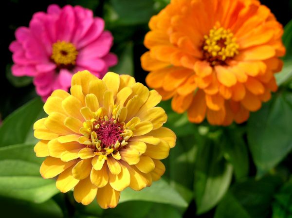Zinnia Planting in Plano
