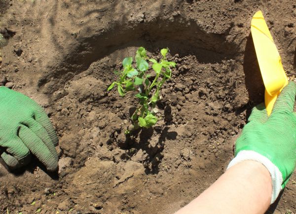 Rose Bush Planting in Plano