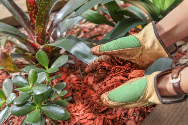 Residential Mulching in Plano