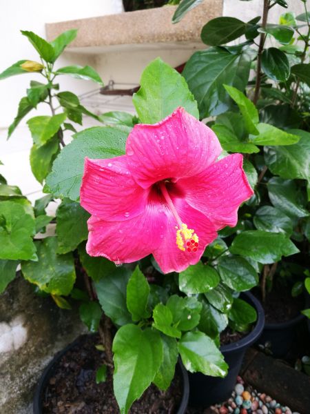 Hibiscus Planting in Plano