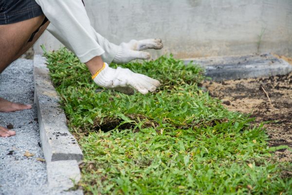 Ground Cover Planting in Plano