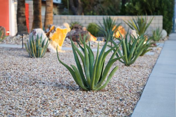 Drought Resistant Landscaping in Plano