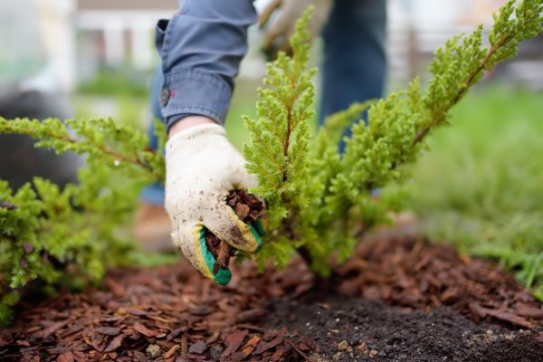 Church Mulching in Plano
