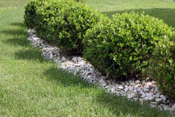 Boxwood Planting in Plano