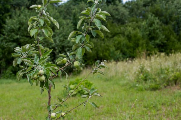 Apple Tree Planting in Plano