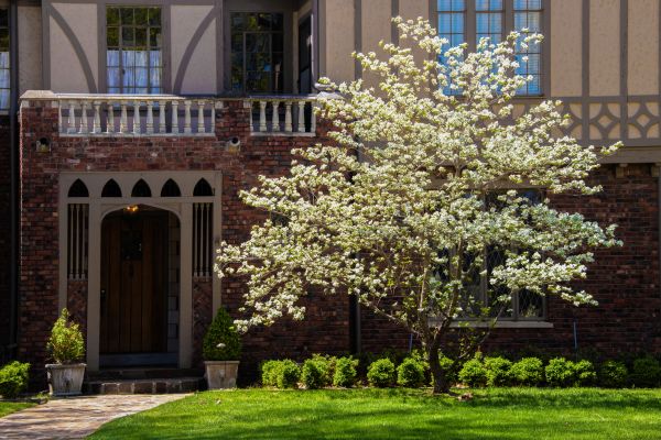 Dogwood Tree Planting in Plano