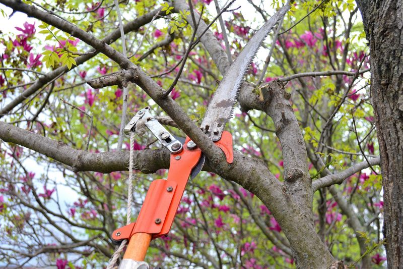 Arborist Pruning